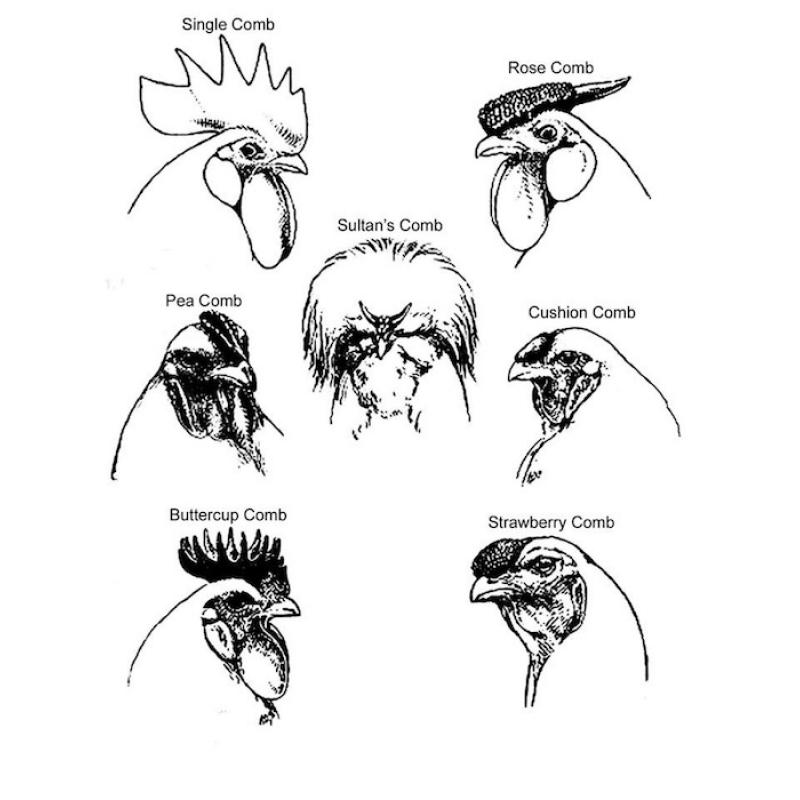 Crest Types